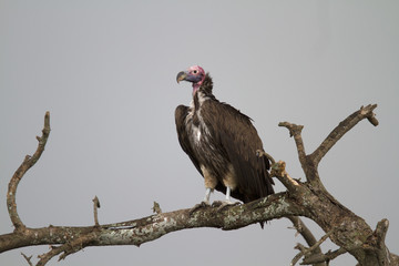 Lappet-faced vulture perching on dead wood
