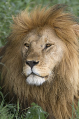 Fototapeta na wymiar Portrait of male lion