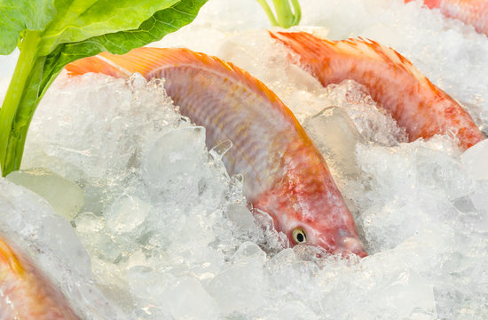 Fresh Fish on ice