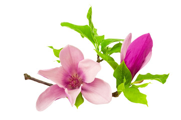 Fototapeta premium magnolia
