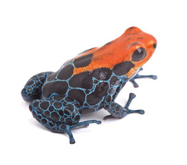 red poison dart frog isolated