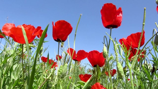 Poppy flowers on the wind
