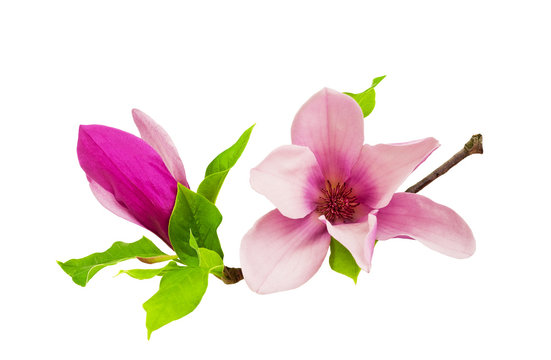 Fototapeta magnolia