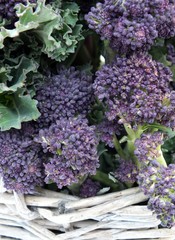 Fototapeta premium purple sprouting broccoli