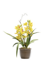 Naklejka na ściany i meble yellow orchid