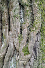 Kletterpflanze