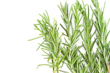 Fototapeta premium rosemary on white background