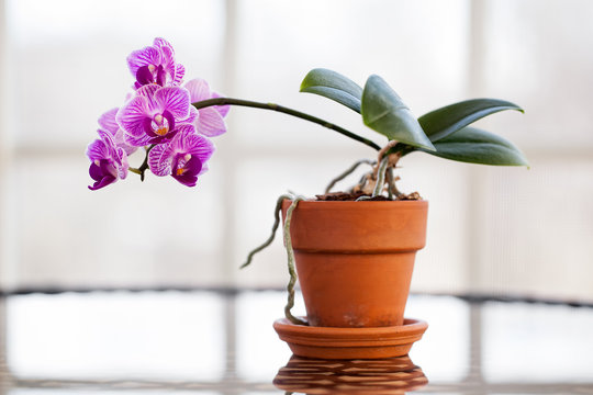 Fototapeta Pink orghid in a pot in a sunroom window