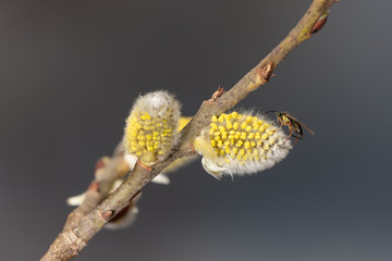 yellow willow buds