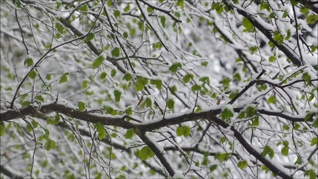 Falling snow.Beautiful hivernal and (or)spring background.