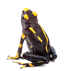 Poison arrow frog isolated