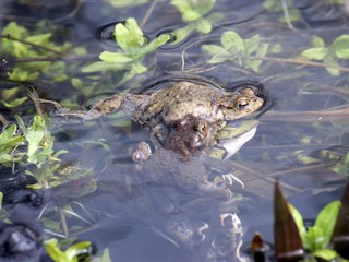 Fehlpaarung dreier Erdkrötenmännchen mit einem Teichfrosch