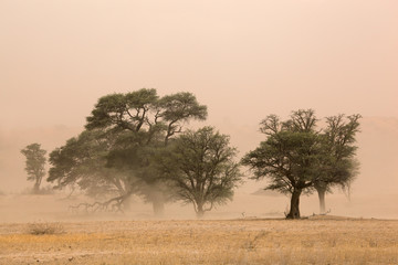 Fototapeta na wymiar Burza Piasek pustyni Kalahari