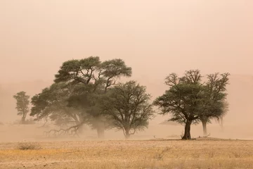 Zelfklevend Fotobehang Sand storm, Kalahari desert © EcoView