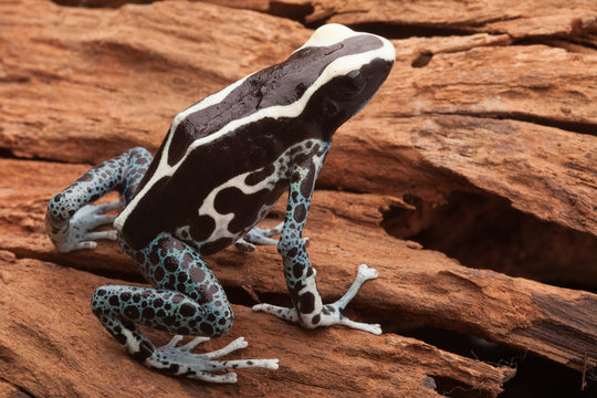 poison dart frog