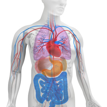 3D Körper mit Organen