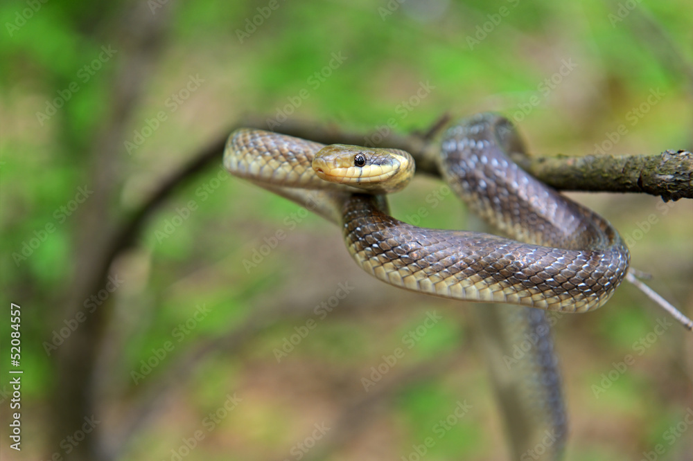 Wall mural snake