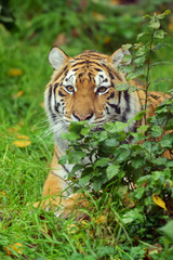 Fototapeta premium Tiger