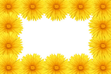 Mniszek lekarski, mlecz, żółte-złote kaczeńce, rama. © Stanisław Błachowicz