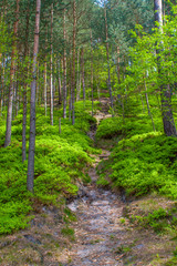 Forest in the Czech Republic