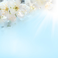 Fototapeta na wymiar white cherry flower with the sky