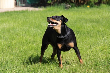 Pinscher nain noir beige marron dobermann