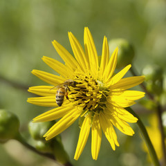 Bee Feeding on Pollen