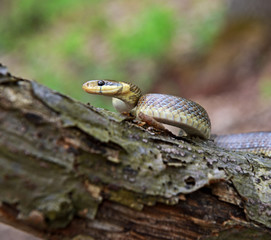 Snake
