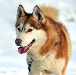 Husky dog