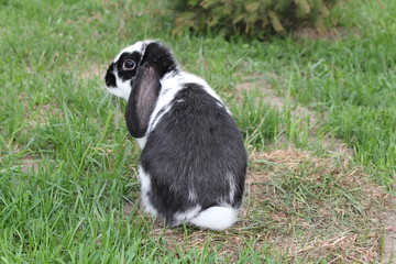 rabbit © Reklamatic