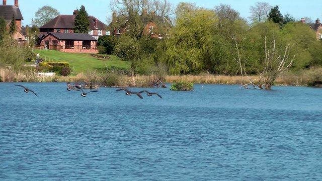 Canada Geese In Flight - Doxey Nature Reserve, Staffordshire,UK