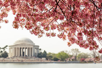 Cherry blossom over Jefferson Memorial in Washington DC © eurobanks