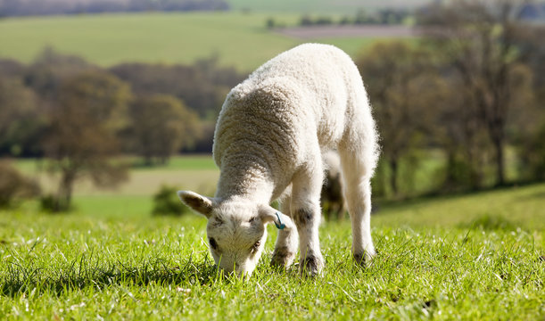 Single Lamb Eating Grass