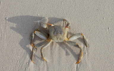 Crab on a white sand beach