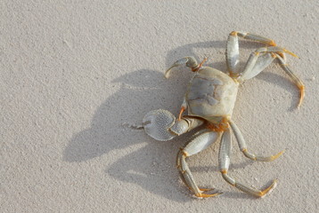 Crab on a white sand beach