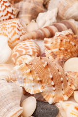sea shells background