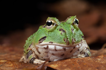 pacman frog