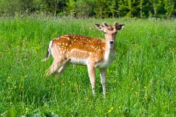 young fallow deer