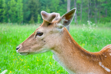 young fallow deer