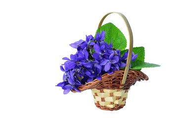 Fototapeta na wymiar Blue violets in a basket isolated