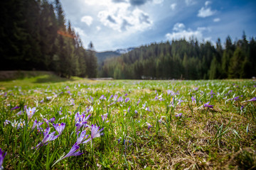 Beautiful crocus flowers in Tatry