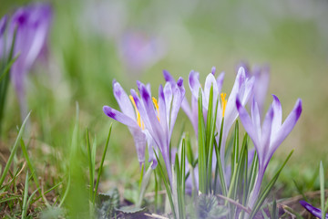 Beautiful crocus flowers in Tatry mountains