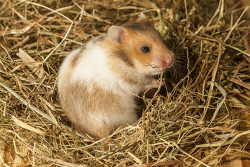Hamster in a hay, portrait of popular pet