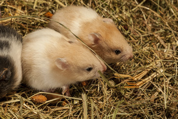Young hamsters in a hay, portrait of popular pet.