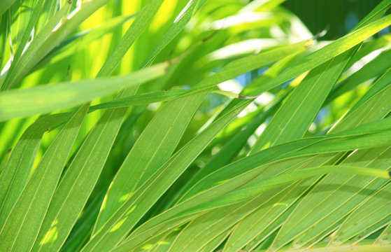 Fototapeta tropical foliage background
