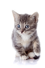 Gray striped kitten.