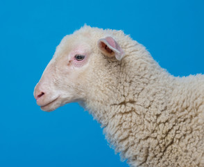 lamb  - portrait on a blue background