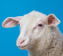 Fototapeta premium youg sheep - portrait