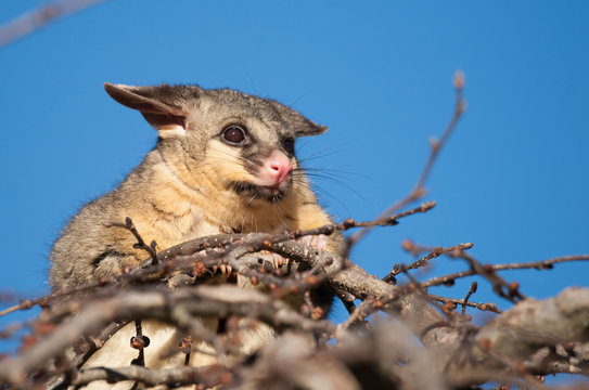 Brush Tail Possum In Tree