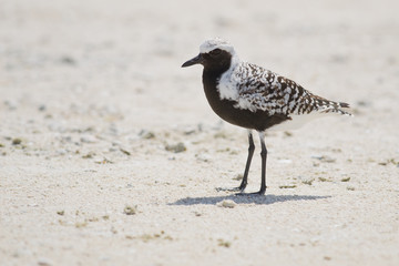 Black-Bellied Plover (Pluvialis squatarola)